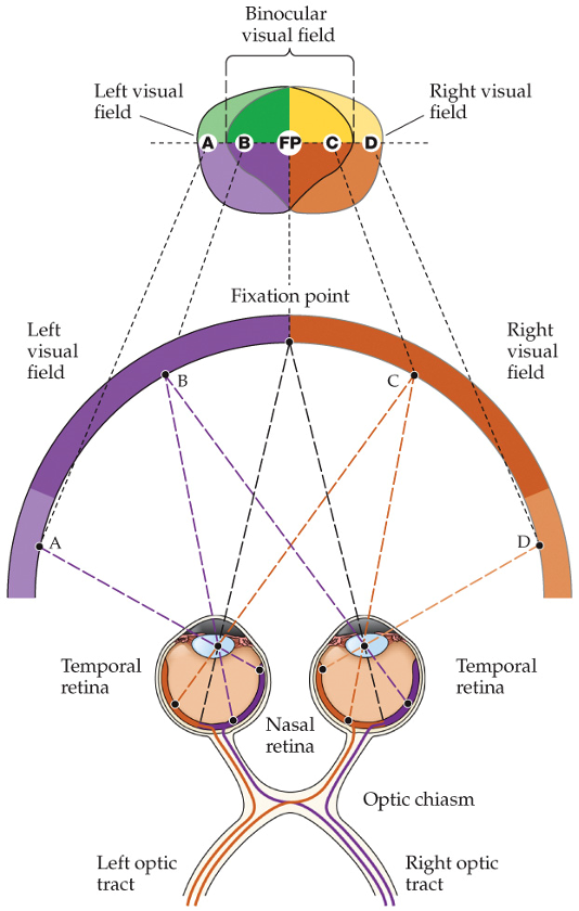 <p>an object in the temporal visual field will be perceived in the _____ part of the retina</p>