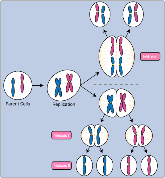 <p>A type of cell division that reduces the number of chromosomes by half, resulting in four genetically diverse gametes. It is essential for sexual reproduction. </p>