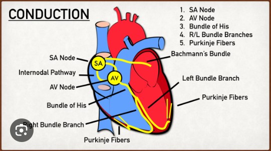 <ul><li><p><span style="font-family: Calibri, sans-serif">Sinoatrial Node (SA node)</span></p><ul><li><p><span style="font-family: Calibri, sans-serif">Wave of depolarization easily spread across the R and L atria</span></p></li></ul></li><li><p><span style="font-family: Calibri, sans-serif">Steps of heart conduction</span></p><ul><li><p><span style="font-family: Calibri, sans-serif">SA node fires →</span></p></li><li><p><span style="font-family: Calibri, sans-serif">Excitation spreads through atrial myocardium →</span></p></li><li><p><span style="font-family: Calibri, sans-serif">AV node fires →</span></p></li><li><p><span style="font-family: Calibri, sans-serif">Excitation spreads down AV bundle →</span></p></li><li><p><span style="font-family: Calibri, sans-serif">Purkinje fibers distribute excitation through ventricular myocardium</span></p></li></ul></li></ul>
