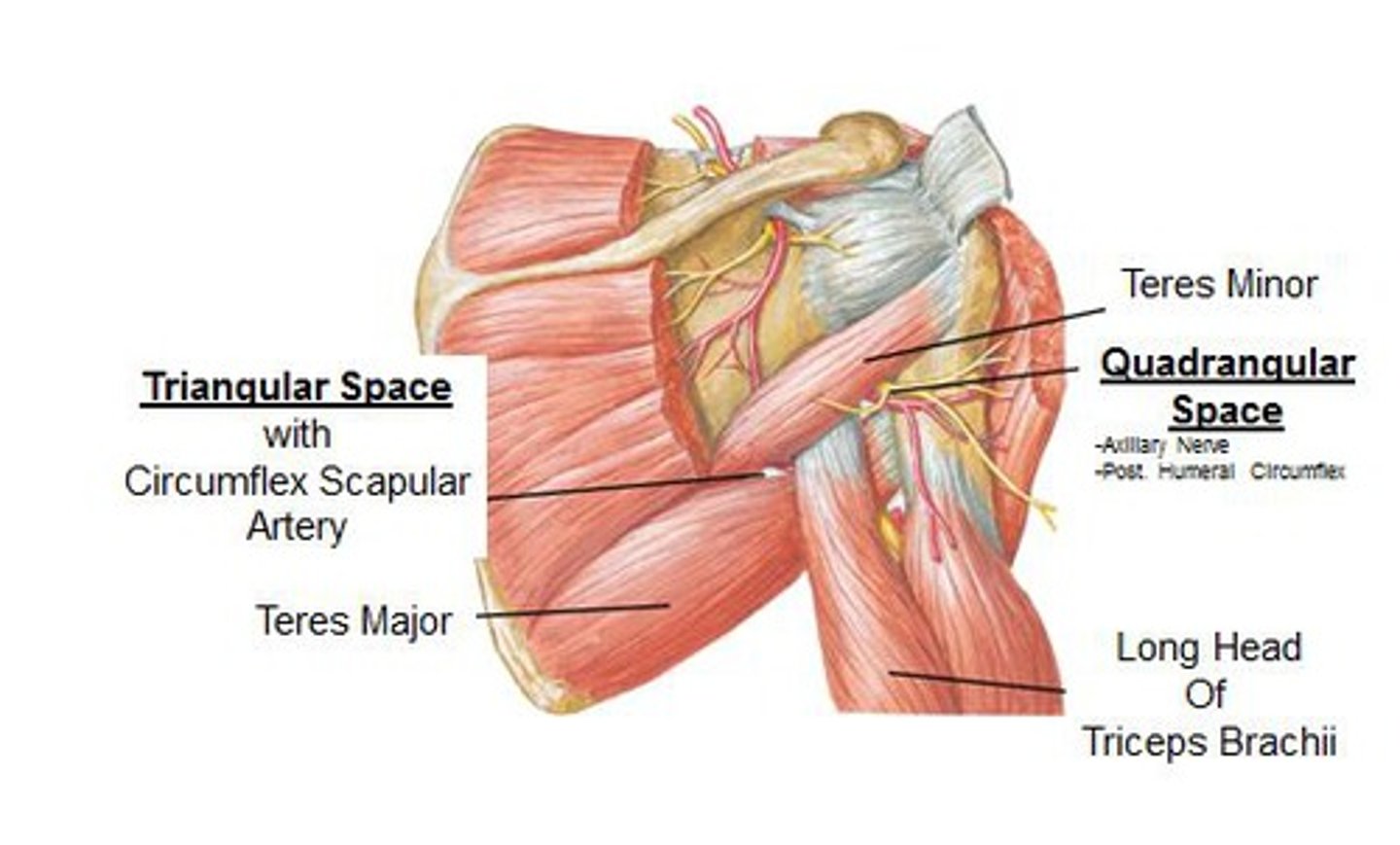 <p>- Teres minor, teres major, long head of triceps</p><p>- Scapular circumflex artery</p>