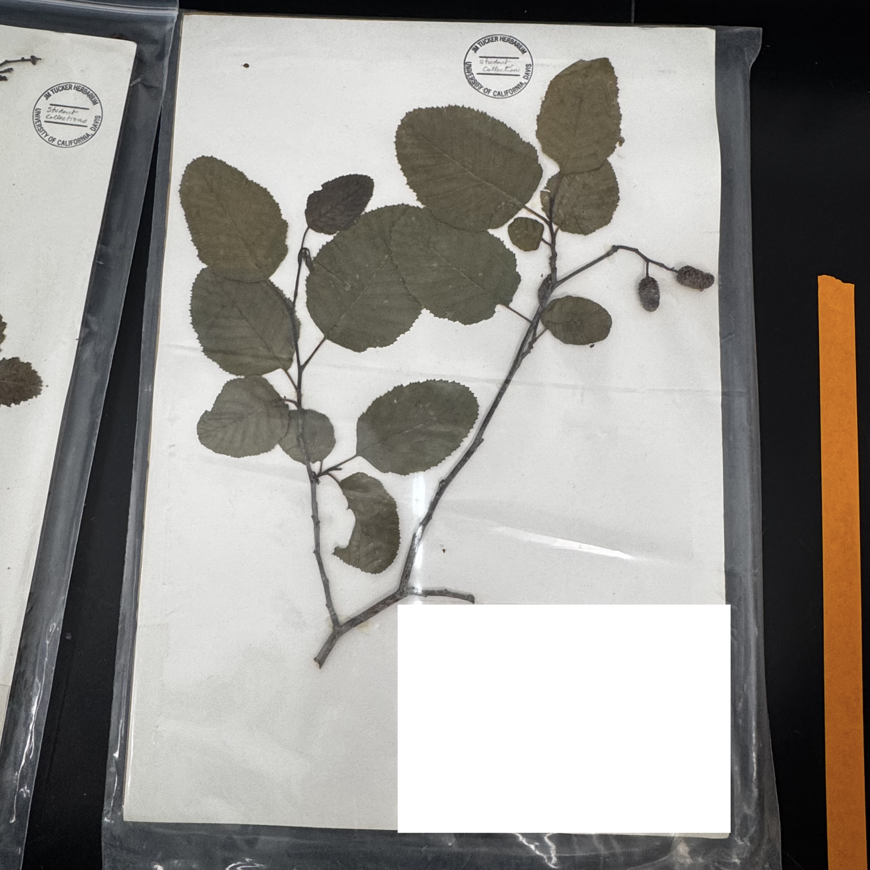 <p>What order, family, and genus?</p>