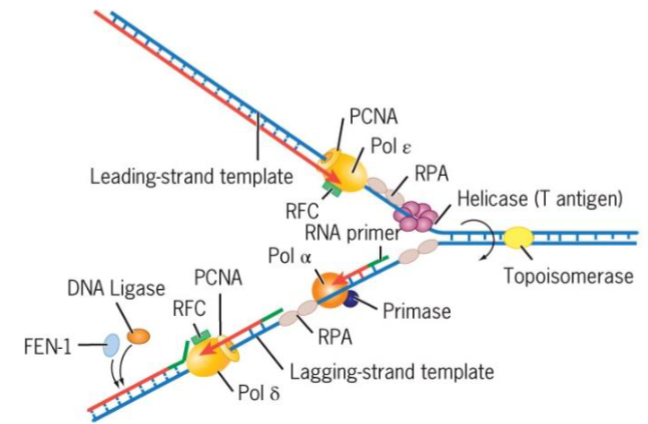 <ul><li><p>α - initiates Okazaki fragment synthesis</p></li><li><p><span>β</span> - involved in DNA repair</p></li><li><p>γ replicates mtDNA</p></li><li><p><span>δ (delta)</span> - lagging strand synthesis</p></li><li><p><span>ε</span> - leading strand synthesis</p></li></ul><p>DNA is synthesized semidiscontinuously</p>