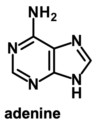 <p>adenine</p>