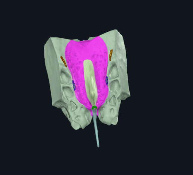 <p>What is highlighted in pink</p>