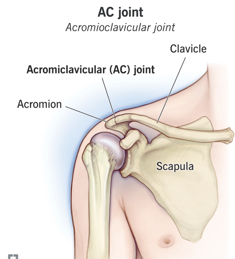 <p>Een uitsteeksel dat:</p><ul><li><p>het einde is van de spina scapulae</p></li><li><p><strong>articuleert met de clavicula</strong></p></li></ul><p></p>