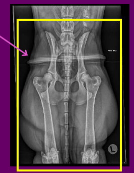 ARTEFACTS
•Artefact present from our tying technique
and foam underpad
COLLIMATION
•Could be improved by centring more distal to
include the entire field of interest
•See yellow box
EXPOSURE
•EI: 151 indicates under exposed
• Some grainy tissue can be seen in the caudal
abdomen but his is not our region of interest
•Good bony detail
•Good
REPEAT?
•Yes
•We need to include the stifle joints and abduct
and externally rotate the right femur