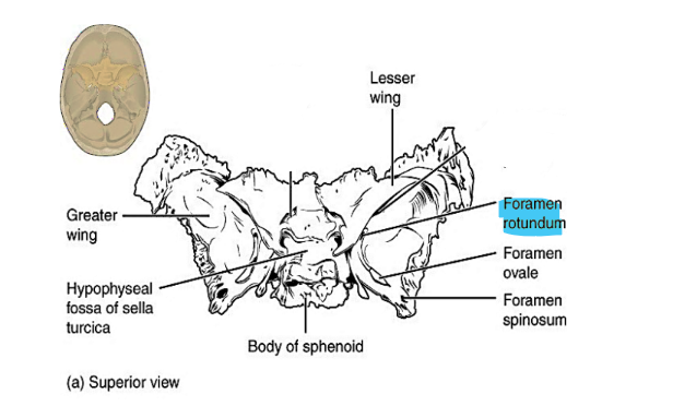 <p>foramen rotundum</p>