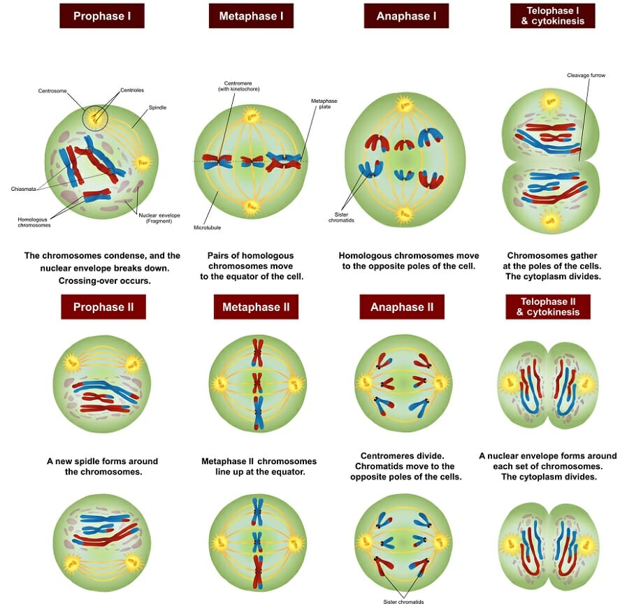 <ul><li><p><span>Prophase 1: the chromosomes condense, and the nuclear envelope breaks down and crossing over occurs.&nbsp;</span></p></li><li><p><span>Metaphase 1: pair of homologous chromosomes move to the middle the cell&nbsp;</span></p></li><li><p><span>Anaphase 1: homologous chromosomes move to the opposite poles of the cell&nbsp;</span></p></li><li><p><span>Telophase 1 and cytokinesis: chromosomes gather at the poles of the cells and the cytoplasm divides&nbsp;</span></p></li><li><p><span>Prophase 2: A new spindle forms around the chromosomes&nbsp;</span></p></li><li><p><span>Metaphase 2: chromosomes line up in the middle&nbsp;</span></p></li><li><p><span>Anaphase 2:&nbsp; centromere divide and chromatids move to the opposite poles of the cells</span></p></li><li><p><span>Telophase 2 and cytokinesis: A nuclear envelope forms around each set of chromosomes and the cytoplasm&nbsp;</span></p></li></ul>