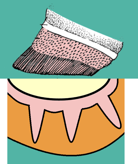 <ul><li><p>Starts from the coronary band</p><ul><li><p>Only distal part of dermis covered by laminae</p></li></ul></li><li><p>Sensitive laminae</p></li><li><p>Insensitive laminae</p></li><li><p>Primary laminae ONLY</p></li><li><p>No secondary</p></li></ul><p></p>