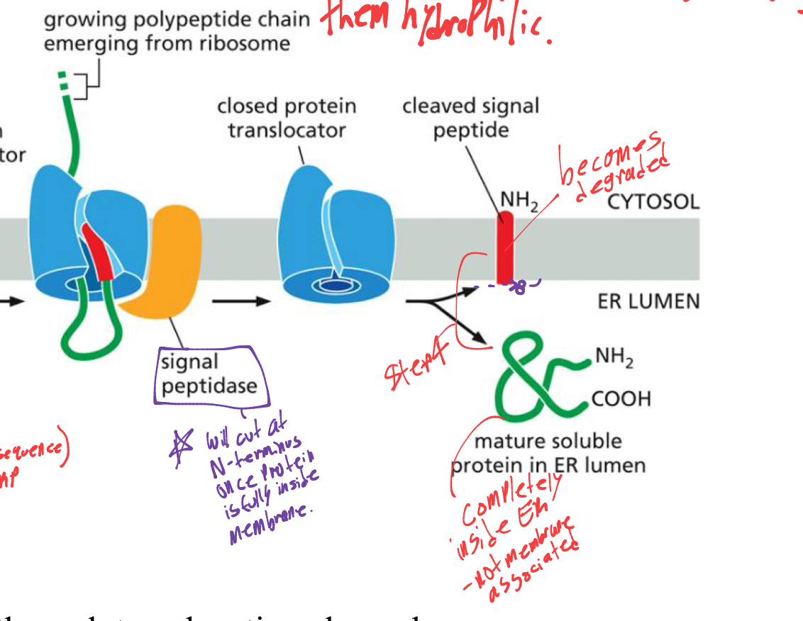 <p>another enzyme will come called signal peptidase, and cleave the protein at the N-terminus to detach it from the ER signal sequence </p><ul><li><p>and protein translocator will close. while ER SS is degraded. </p></li></ul><p></p>