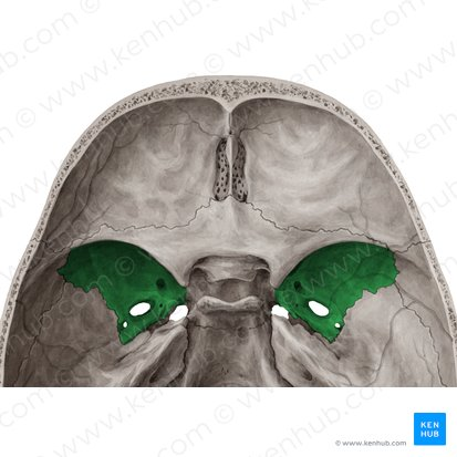<p>sphenoid bone </p>