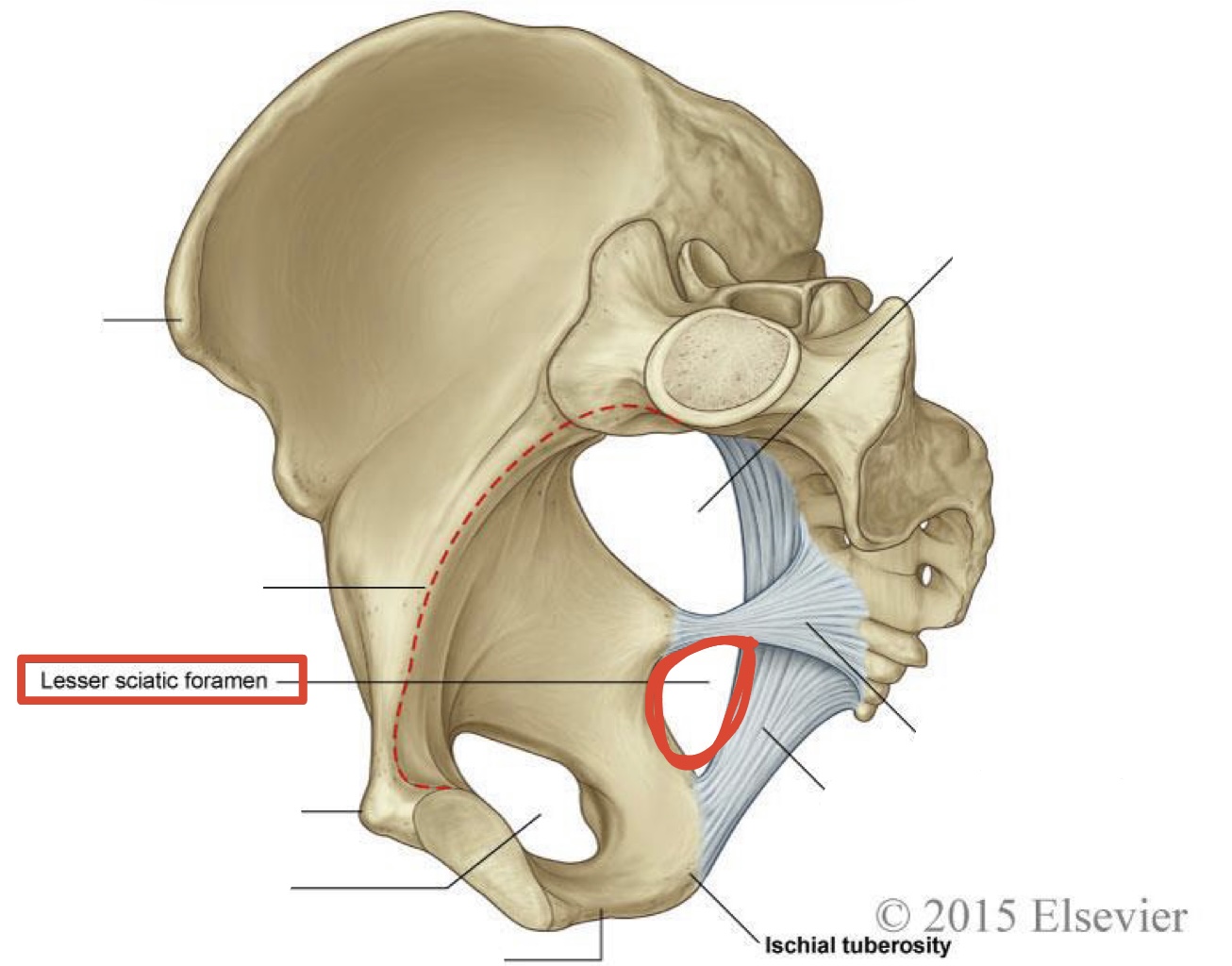 <p><span>lesser Sciatic foramen</span></p>