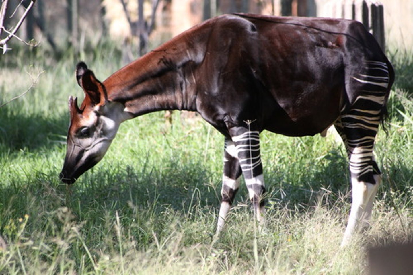 <p>A rare, giraffe-like mammal native to Central Africa. (hươu Okapi)</p>