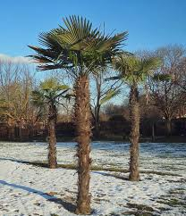 <p>Windmill Palm</p>