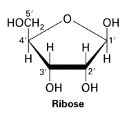 5 carbon monosaccharide. Hydroxyl groups point up, down, down.