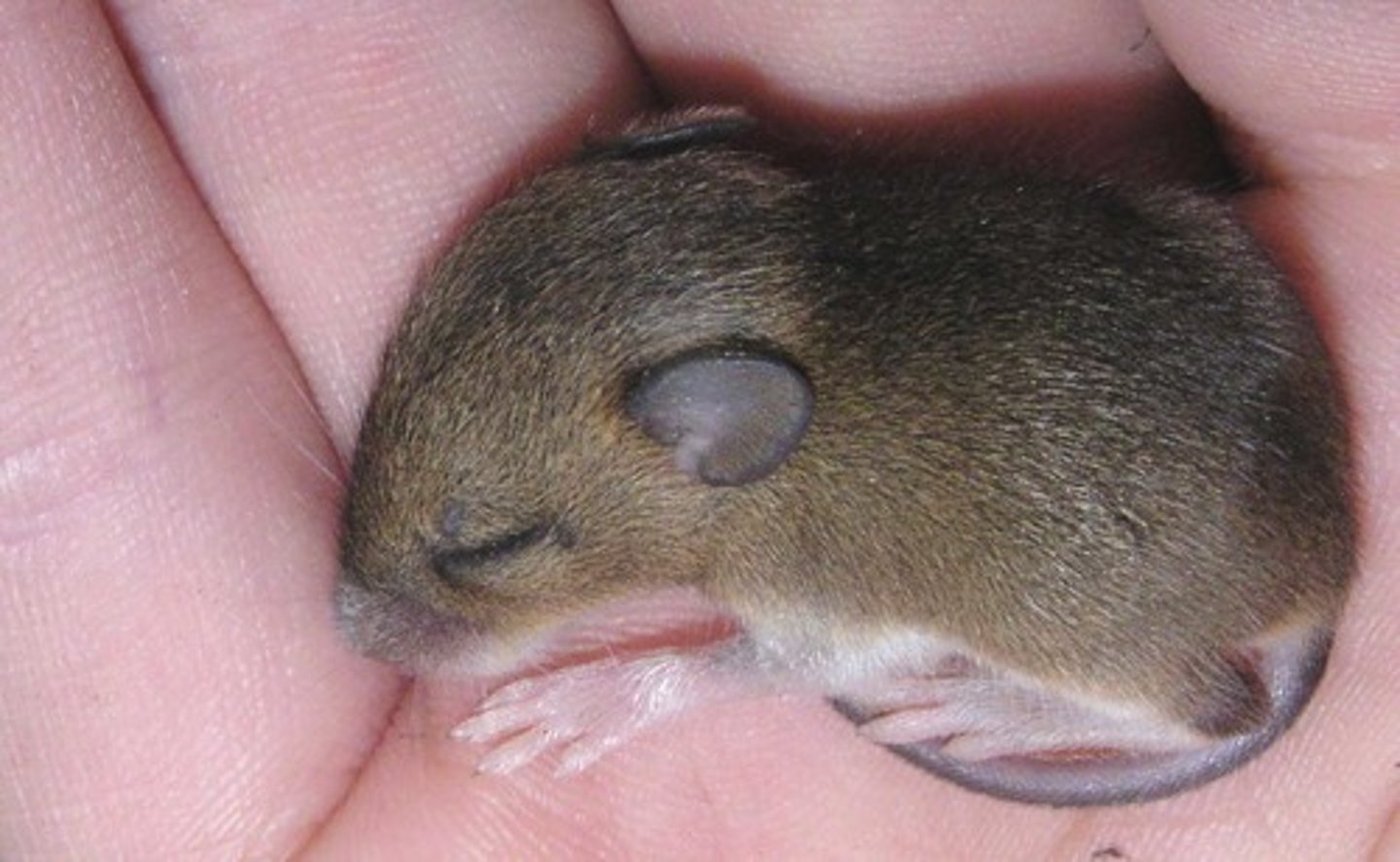 <p>the mouse</p>