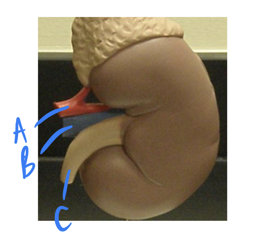 <ul><li><p>what organ is this</p></li><li><p>label</p></li></ul>