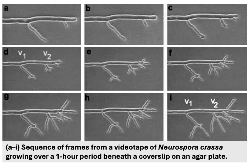<p>_ can give rise to <strong>complex tissues and infectious structures</strong>, growing fast by being <u>supplied with protoplasm continuously</u></p>