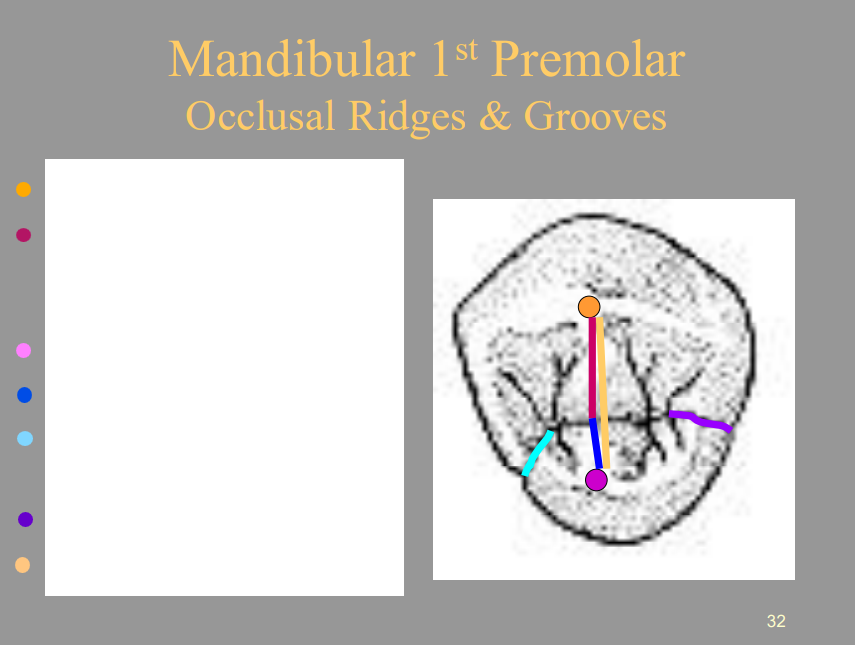 <p>From the picture shown, label the structures of the Mandibular 1st Premolar of the Occlusal View respectively.</p><ul><li><p>1 (Orange)  =</p></li><li><p>2 (Burgundy) =</p></li><li><p>3 (Hot Pink) =</p></li><li><p><span style="color: blue">4 =</span></p></li><li><p>5 (Light Blue) =</p></li><li><p><span style="color: purple">6 =</span></p></li><li><p><span style="color: yellow">7 =</span></p></li></ul>