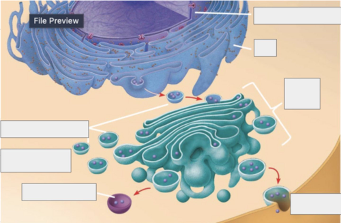 knowt flashcard image