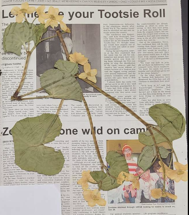 <p>plant?</p>