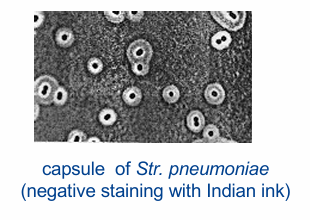 <p>= dikke wand polysacchariden rond bact (soms polypeptiden)</p><p>Capsule (‘kapsel’): duidelijk afgebakende structuur</p><ul><li><p>virulentiefactor: beschermt tegen fagocytose (suikers hetzelfde als lichaam)</p></li></ul><p>Slijmlaag (‘slijmlaag’): minder stevig verbonden met celwand</p><ul><li><p>hecht zich aan en beschermt cel tegen uitdroging</p></li></ul><p>Virulentiefactor (K-antigeen)</p>