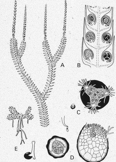<p>Selaginellaceae</p>