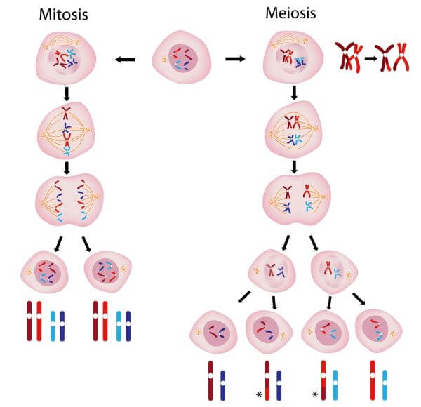 mitosis vs. meiosis