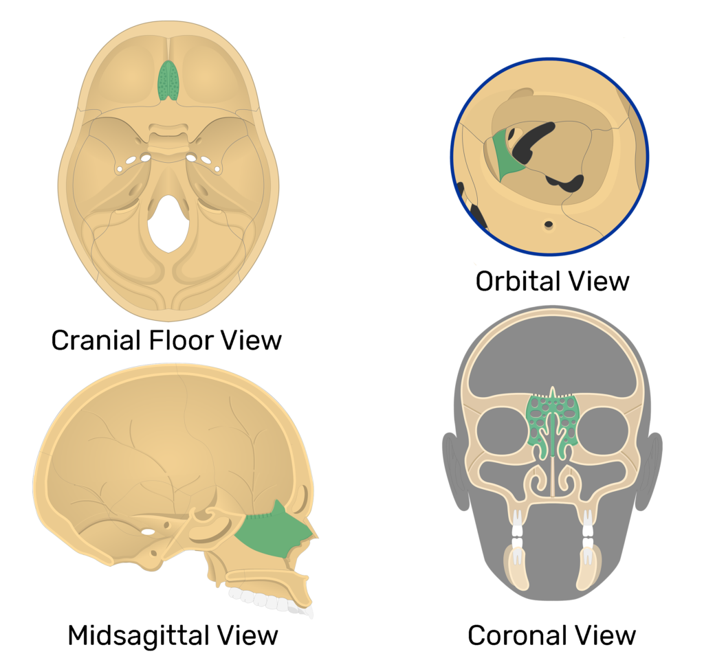 <p>what facial bones sit at the roof of the nasal cavity between the orbitals ?</p>