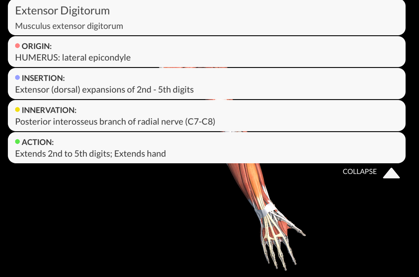 <p><strong><u>Origin</u></strong>: <span style="color: red"><strong>lateral epicondyle of the humerus</strong></span></p><p><strong><u>Insertion</u></strong>:<strong> </strong><span style="color: red"><strong><u>dorsal</u> aponeuroses</strong></span> of the<span style="color: red"> <strong>2nd to 5th fingers.</strong></span></p><p><strong><u>Innervation</u>:</strong><span style="color: purple"><strong> Posterior Interosseous Nerve</strong></span></p><p><strong><u>Function</u></strong>: <strong>Extends</strong> the <span style="color: red"><strong>index, middle, ring, and little fingers</strong></span><strong>,&nbsp;</strong>as well as&nbsp;allows <span style="color: purple"><strong>wrist extension</strong></span>.</p><p></p>