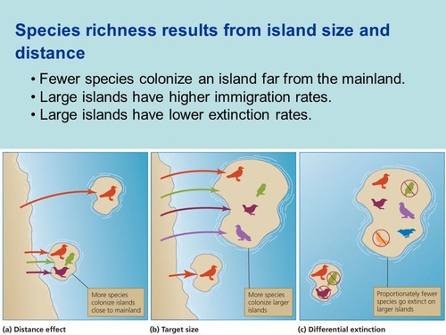 <p>- islands that are closer to the mainland have higher richness. <br>- more continual migration to island habitats.</p>