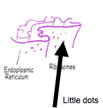 <p>Small, dark staining granules composed of proteins and a variety of RNA called ribosomal RNA.</p><ul><li><p>Protein synthesis</p></li><li><p>Two subunits: large and small</p></li><li><p>Two types of ribosomes:</p></li><li><p>Bound (on rough ER): proteins usually for export/secreted from cells</p></li><li><p>Free/ Not bound to the ER, usually makes proteins for cell use.</p></li></ul>