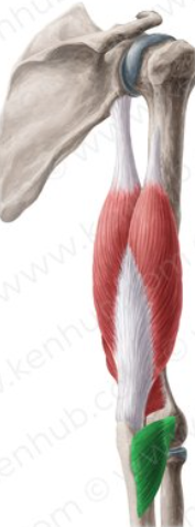 <p>What is this muscle called?</p>