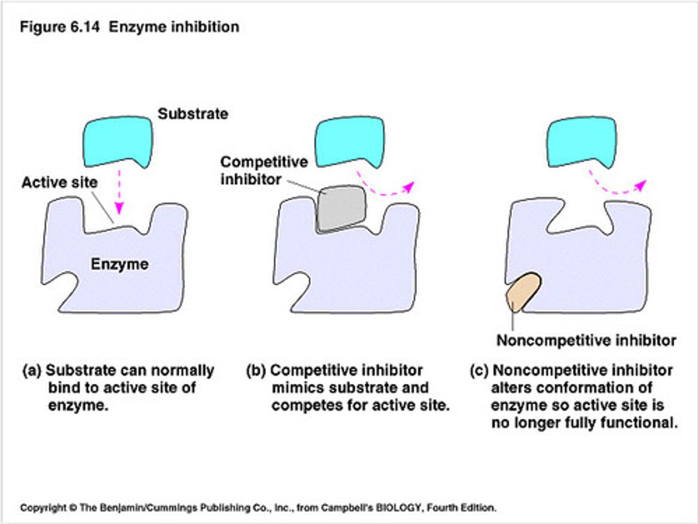 <p>- Competitive Inhibitor: resembles substrate and competes for same binding site on enzyme. Vmax unchanged Km increased</p><p>- Noncompetitive Inhibitor: structure of inhibitor doesn't resemble the substrate and binds to a separate site on the enzyme causing a change in active side configuration, in turn, preventing the substrate from binding. Vmax lowered Km unchanged</p><p>- Uncompetitive Inhibition: doesn't resemble the substrate and binds to the enzyme substrate complex, but not at the active site. It can't bind the enzyme alone. Vmax and Km lowered</p><p>- Irreversible Inhibition: covalent modification of enzyme rendering it inactive (ex: aspirin)</p><p>- The lower the Km, the greater the enzyme's affinity (want) for the substrate</p>