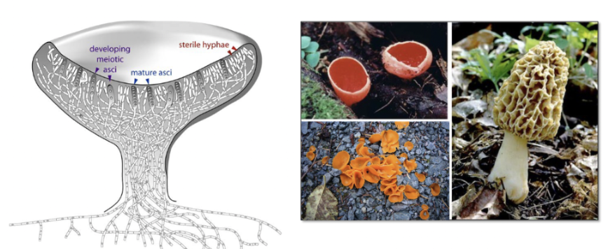 <p>Example) Ascomyota</p><p></p><p>Ascospores form inside a sac-like meiocyte called an ascus, and the sexual fruiting body is called an ascoma.</p><ul><li><p>Hyphae differentiate to form pores, allowing the fungi to spread spores at the interface with the environment.</p></li><li><p>funghi spreads through pores</p></li></ul><p></p>