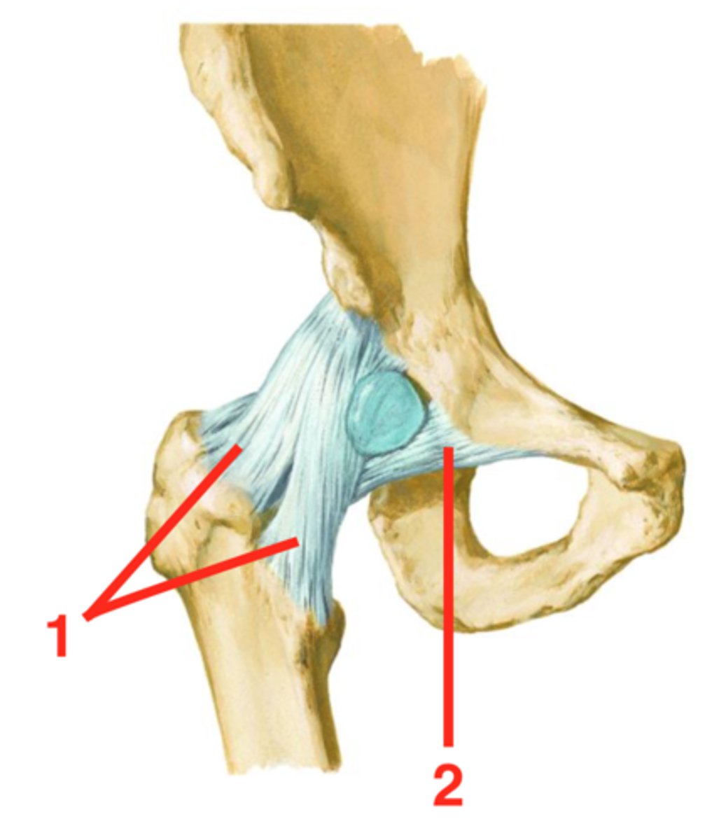 <p>Hip ligament which limits excessive abduction (2)</p>