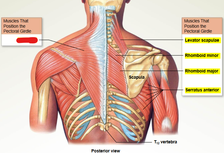<p>What muscle is this?</p>