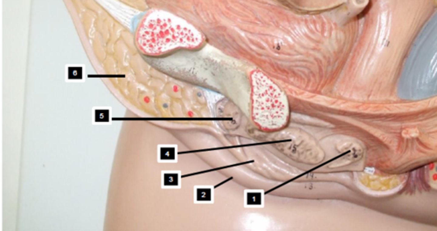 <p>4 bump just below labia minora</p>