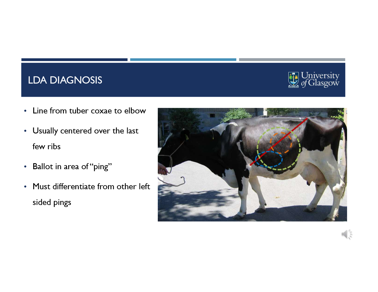 <p><strong>DX techniques</strong></p><ul><li><p>abdominocentesis (where ping is located)</p><ul><li><p>pH <3.5</p></li><li><p>No protozoa</p></li></ul></li><li><p>Ultrasound</p><ul><li><p>scan last 3 intercostal places</p></li></ul></li><li><p>exploratory laparotomy</p></li></ul><p><strong>Auscultation</strong></p><ul><li><p>line from tuber coxae to elbow</p></li><li><p>usually centered over the last few ribs</p></li><li><p>ballot in area of “ping”</p></li><li><p>must differentiate from other left sided pings</p></li></ul><p></p>