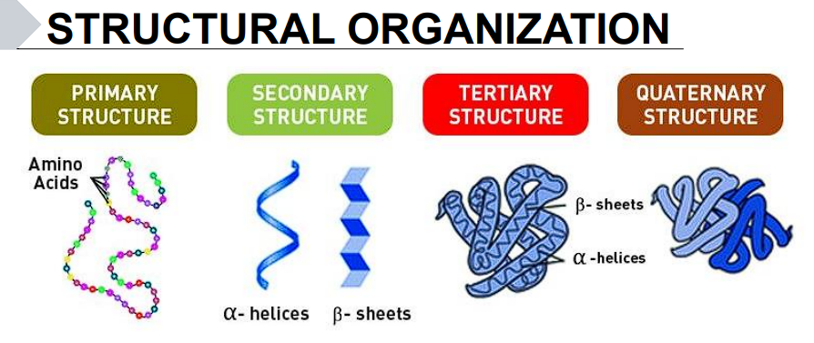 <p>Primary Structure</p><p>Secondary Structure</p><p>Tertiary Structure</p><p>Quaternary Structure</p>