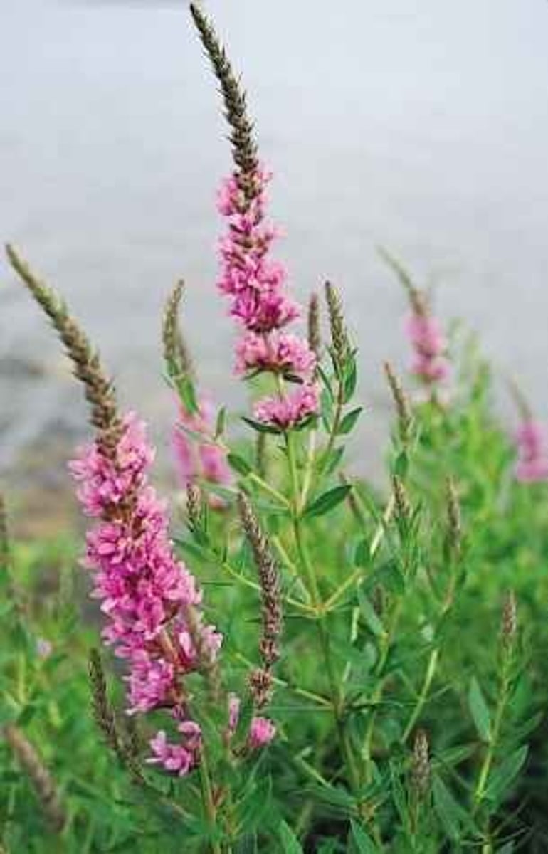 <p>Aquatic Nuisance Plants</p>