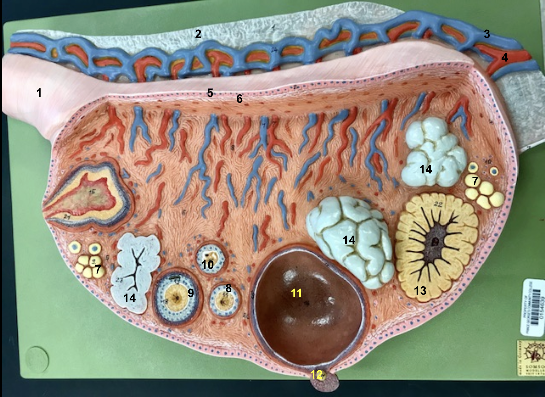 <p>What is number 7?</p>