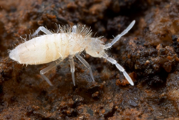 <p>Springtail</p>