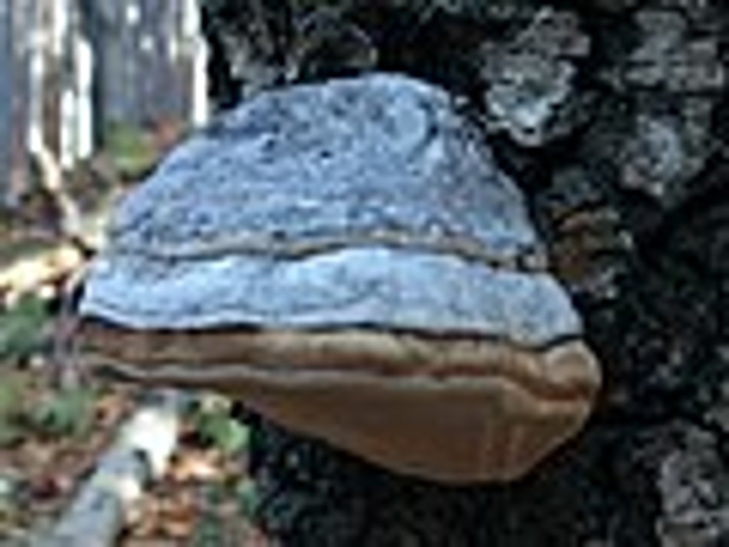 <p>owocnik poliporoidalny</p>