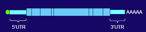<p><strong><span>Splicing (Bottom Strand):</span></strong><span> The introns are removed, and the exons are joined together</span>. The resulting mature mRNA is much shorter.</p><p></p><ul><li><p><span>The region before the ATG start codon is the </span><strong><span>__ __ (Untranslated Region)</span></strong>.</p><p></p></li><li><p><span>The region after the TAA stop codon but before the poly(A) tail is the </span><strong><span>__ _(Untranslated Region)</span></strong>.</p><p></p></li><li><p>This final, spliced mRNA is ready to __ the nucleus and be translated into protein.</p></li></ul><p></p>