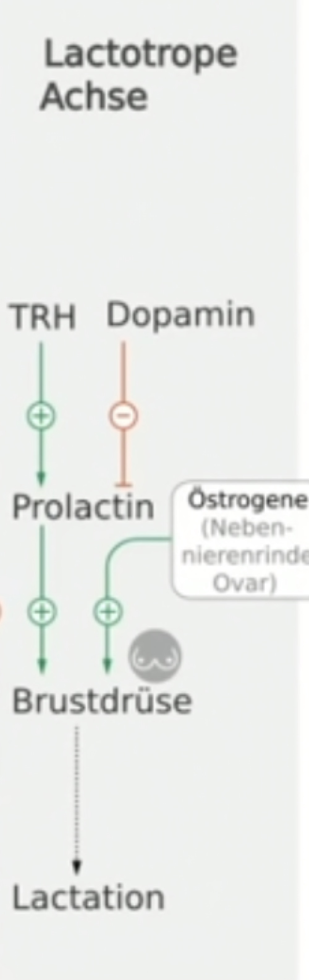 <ul><li><p>Lactotrope Achse</p></li><li><p>stimuliert bei Frauen v.a. die Milchproduktion während Spätschwangerschaft und Stillzeit -&gt; Lactation</p></li><li><p>Prolactin von Hypophyse steht im Zentrum (Prolactin kann auch ausserhalb der Schwangerschaft als auch bei Männern gefunden werden)</p></li><li><p>TRH aus Hypothalamus stimuliert Prolactin</p></li><li><p>Dopamin aus Hypothalamus hemmt Prolactin</p></li><li><p>Prolactin und Östrogene wirken zsm auf die Brustdrüsen&nbsp; und regen dort Milchproduktion an</p></li></ul>