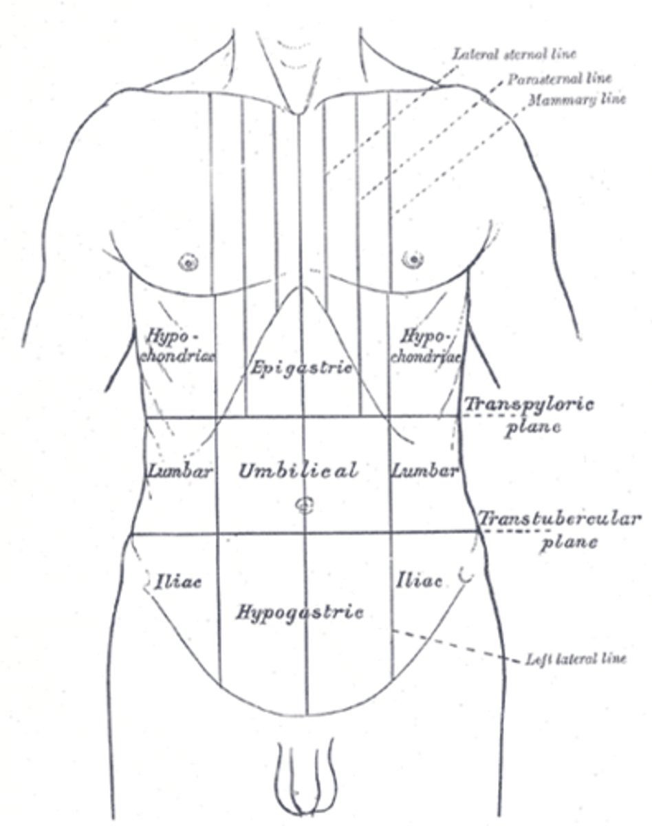 <p>The transpyloric plane is a horizontal plane halfway between the jugular notch of the sternum and the pubic symphysis. It lies at the level of LV1.</p>