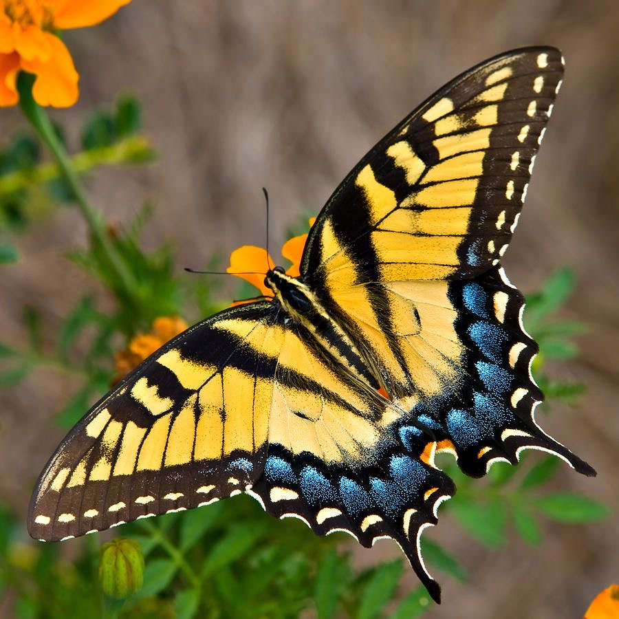 <p>Tiger butterfly </p>