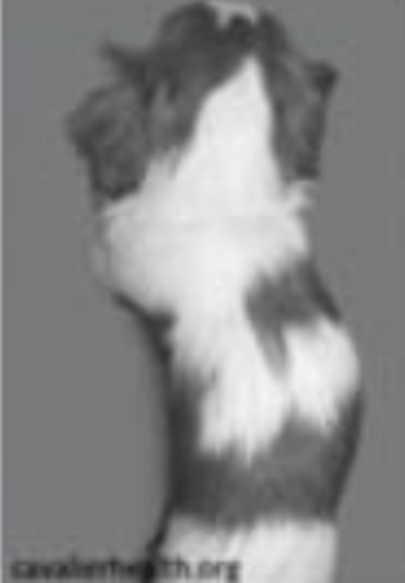 <p>what type of postural difference does this dog have?</p>