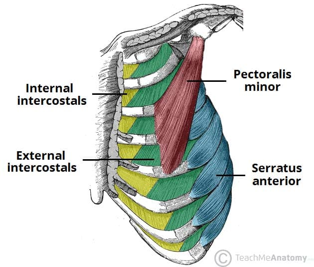 <p>expand the thorax</p>